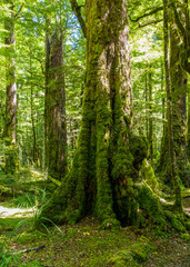 Lush green rainforest on Lake Gunn Nature Walk near Highway 94 to Milford Sound in South Island, New Zealand