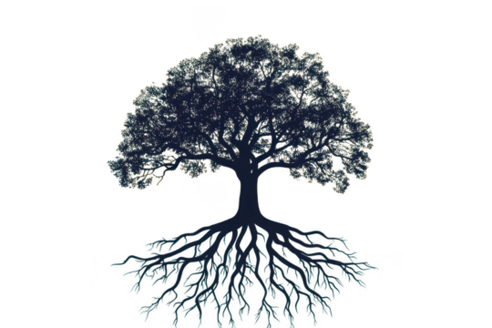 Silhouette of a tree with visible roots isolated on transparent background