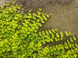 Spreading foxglove trailing along the ground © Ami