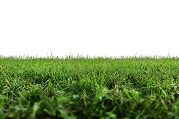 A ground level view of a field of green grass against a clear sky transparent background
