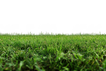 A ground level view of a field of green grass against a clear sky transparent background