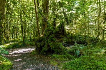 Lush green rainforest on Lake Gunn Nature Walk near Highway 94 to Milford Sound in South Island, New Zealand