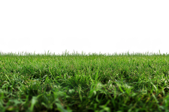 A ground level view of a field of green grass against a clear sky transparent background
