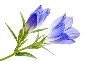 Isolated Gentian Bloom: Stunning Blue and Purple Shades of the Willow Flower Plant