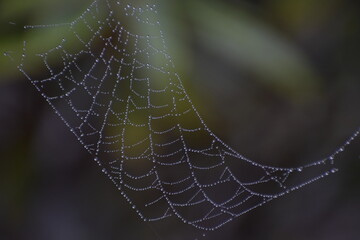 spider web with dew drops