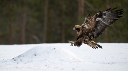 Golden eagle (Aquila chrysaetos) in forest