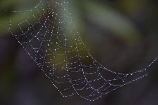 spider web with dew drops