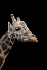 Obraz premium animal in pilsen zoo in,czech