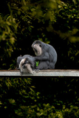 Obraz premium animal in pilsen zoo in,czech