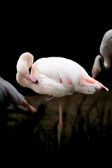Naklejka premium animal in pilsen zoo in,czech