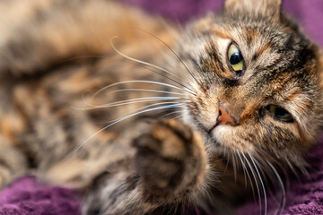 Relaxed Tabby Cat Sleeping on a Soft Purple Blanket. Cozy and Adorable Pet Resting in a Comfortable Home cold winter weather. Peaceful Feline Nap. Fluffy Domestic Cat Relaxation. Pet ownership.