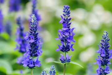 Fototapeta premium Vibrant Blue Salvia Blossoms in a Lush Garden Setting with Green and White Accents