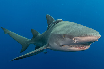 Fototapeta premium Close-Up of a Lemon Shark Swimming in Open Water