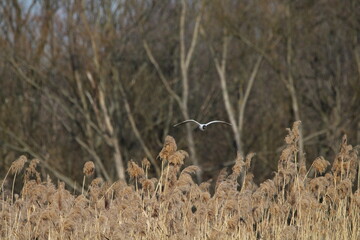 Black-headed Gulls in flight under a blue sky on a pond in Czech republic. The Black-headed Gull, with its dark chocolate-brown head in breeding season. Black-headed gull (Chroicocephalus ridibundus)
