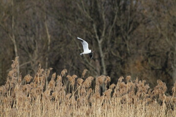 Black-headed Gulls in flight under a blue sky on a pond in Czech republic. The Black-headed Gull, with its dark chocolate-brown head in breeding season. Black-headed gull (Chroicocephalus ridibundus)
