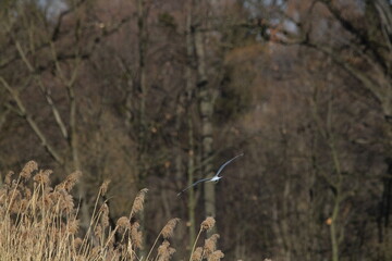 Black-headed Gulls in flight under a blue sky on a pond in Czech republic. The Black-headed Gull, with its dark chocolate-brown head in breeding season. Black-headed gull (Chroicocephalus ridibundus)
