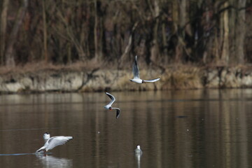 Black-headed Gulls in flight under a blue sky on a pond in Czech republic. The Black-headed Gull, with its dark chocolate-brown head in breeding season. Black-headed gull (Chroicocephalus ridibundus)
