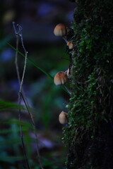 mushrooms in the forest