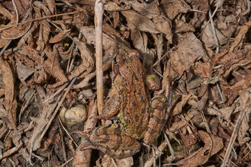 A frog sits on dry foliage in a meadow in the floodplain of a river. Spring.