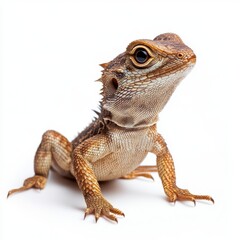Fototapeta premium Closeup of a Small Brown Lizard on White Background