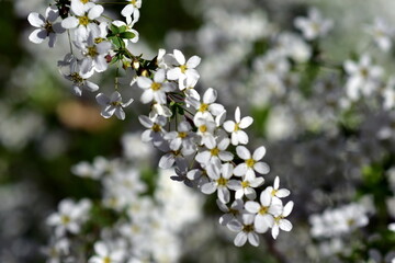 Blühender Thunbergs Spierstrauch im Frühling