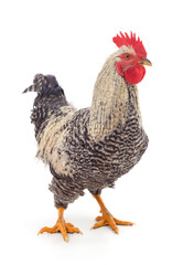 One grey cock.