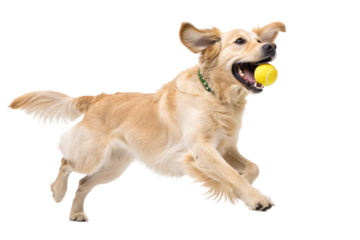 Active Golden Retriever Running with Tennis Ball Against White Background in Studio.