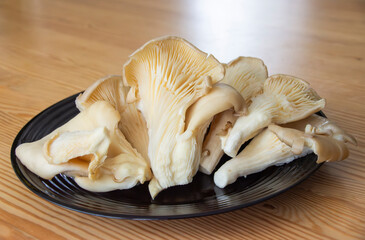 boczniak, oyster mushroom