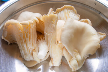 boczniak, oyster mushroom