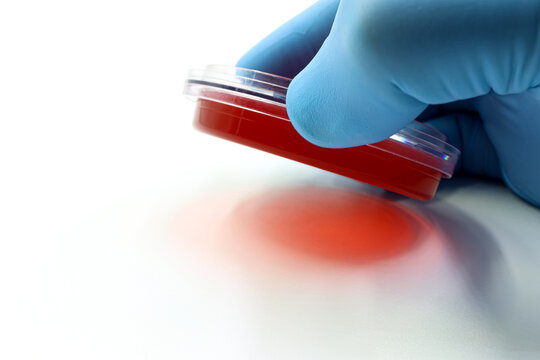 A scientist's or researcher's hand taking a microbiological sample from a surface. Disinfection. Food safety.