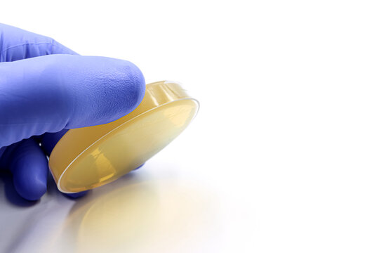 A scientist's or researcher's hand taking a microbiological sample from a surface. Disinfection. Food safety.