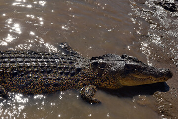 A ferocious Saltwater Crocodile (Crocodylus porosus) at Adelaide River in Australia’s outback, Northern Territory