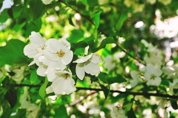 Spring apple tree with white flowers in blossom, spring background