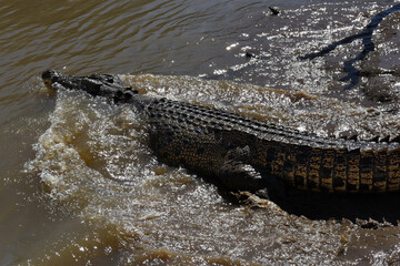 A ferocious Saltwater Crocodile (Crocodylus porosus) at Adelaide River in Australia’s outback, Northern Territory