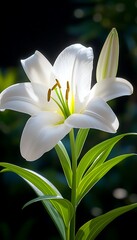 Obraz premium White Lily in Sunlight