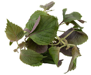 fresh green and purple perilla leaves on white background