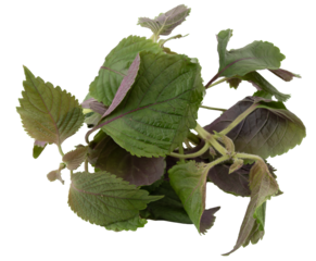 fresh green and purple perilla leaves on white background