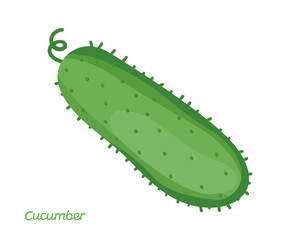 Green cucumber. Image of a ripe green cucumber. Fresh vegetarian product. Realistic 3d vector illustration isolated on a white background
