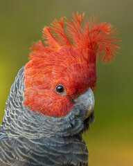 Gang Gang Cockatoo