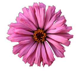 Zinnia flower on transparent background