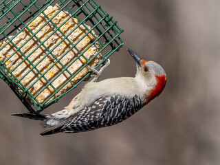 A close up of a female Red-bellied Woodpecker feeding at a hanging suet bird feeder