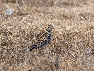 A Lapland Longspur on the ground amongst dry, brown grass