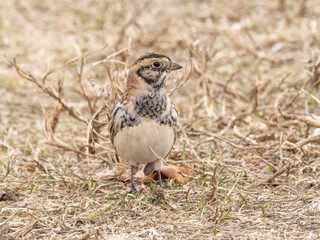 A Lapland Longspur on the ground amongst dry, brown grass