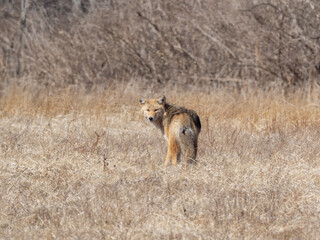 A Coyote standing amongst dry grassland and looking over its shoulder at the camera