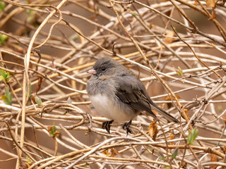 A Dark-eyed Junco sitting amongst dry honeysuckle vines