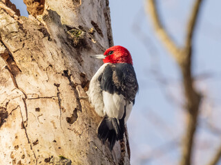 An immature Red-headed Woodpecker perched on the side of a tree