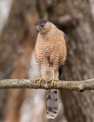 An adult Cooper's Hawk perched on a small tree branch