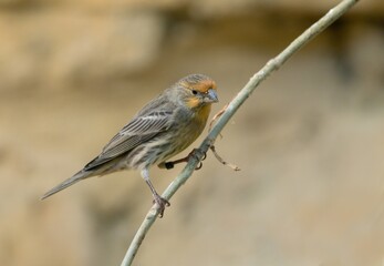 House finch