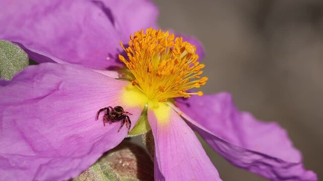 Ara&ntilde;a cangrejo Thomisidae esperando el desayuno en flor de cistus albidus, Alcoy, Espa&ntilde;a