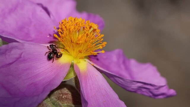 Ara&ntilde;a cangrejo Thomisidae manipula un estambre de flor cistus albidus, Alcoy, espa&ntilde;a